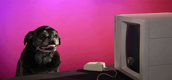 bilgisayarın yanında köpek gif