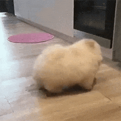 cachorrinho fofo
