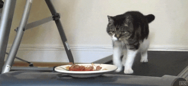 GIF d'un chat sur un tapis roulant