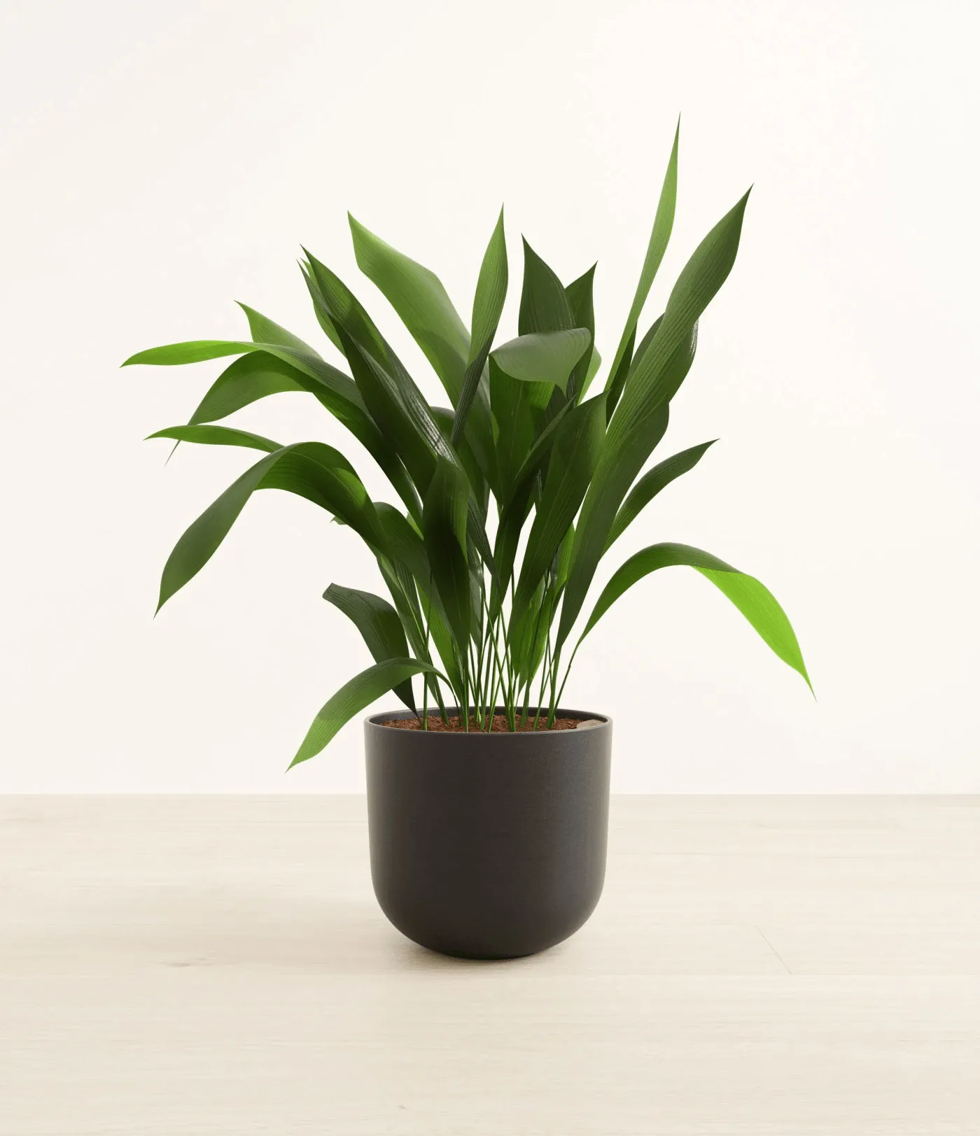 Pianta di ferro (Aspidistra elatior)