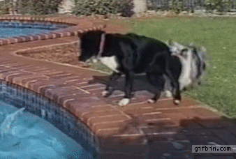 havuzdan topu getiren köpekler gif