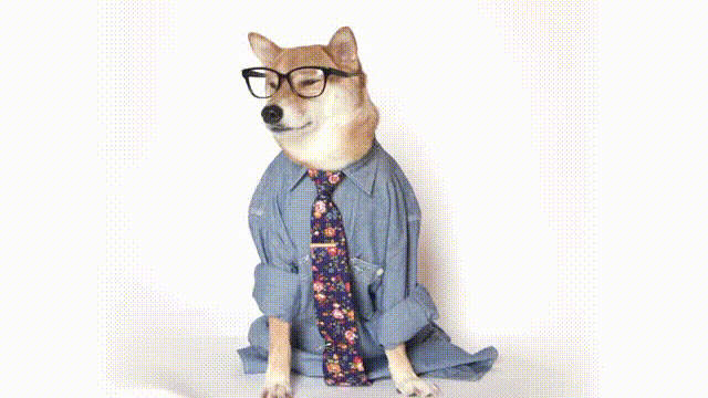 gözlük, gömlek ve kravat giyen köpek gif
