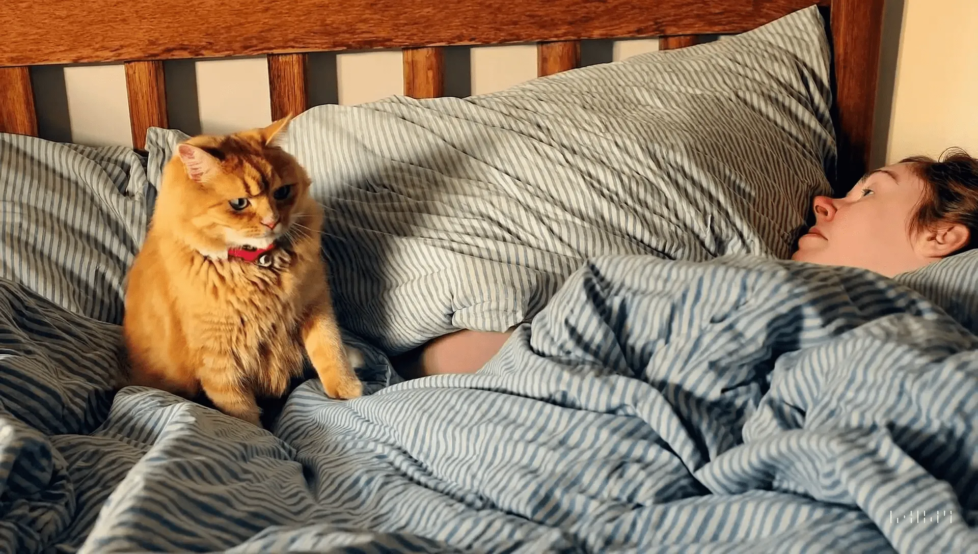 Imagen de un gato de Sora IA