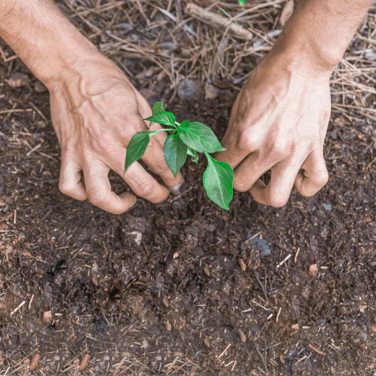 Piantare alberi